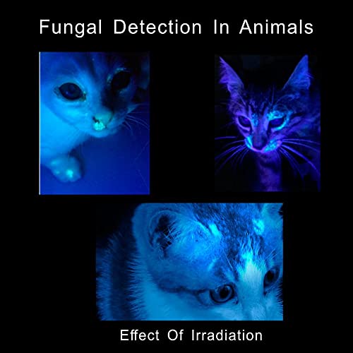 Leluohq 2 Pack Uv Penlight Flashlight With Clip，Mini Led Handheld Tactical Pocket Torch With High Lumens，Blacklight Detector For Money Detector,Pet Urine,Pet Stains And Bed Bug #TOP5