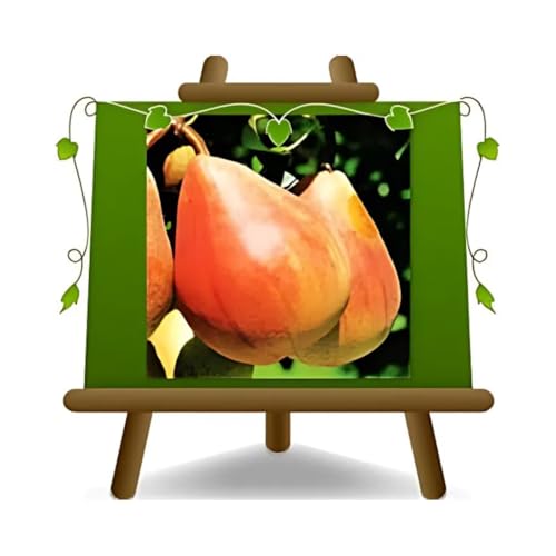 Peral temprano de Fiorano - plantas frutales en maceta de un jarrón de 20 - árbol max 170 cm – 2 años cultivo Italia