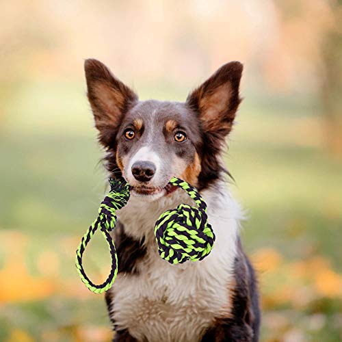 Golden Pets Hundespielzeug 4-teiliges Set I Ideal für kleine bis mittelgroße Hunde und Welpen I Aus natürlichen hochwertigen Baumwollfasern I + Gratis Pflegehandbuch