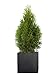 Produktbild PFLANZWERK® Pflanzkübel Pflanzen - Lebensbaum Thuja Occidentalis Smaragd 100-120cm - 2 Stück - Heckenpflanze - Speziell für Blumentöpfe Blumenkübel *Exklusive Züchtung* *Premium Markenqualität*
