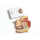 TDOU Professional Anatomy Human Body - Reproductive System of Male Penis and Genital System Model with Prostate – 1 part 1/2 Life-Size Anatomical Model