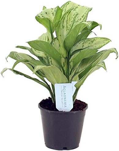 Aglaonema Maria Cristina Chinese Perennial Plant for Home or Offi...