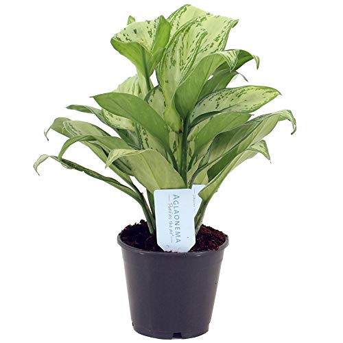 Aglaonema Maria Christina Pianta Sempreverde Cinese per la Casa o per l’Ufficio (25-35cm)