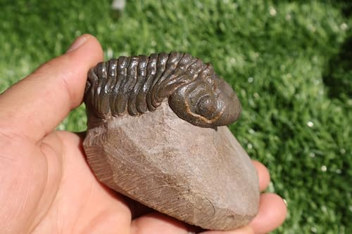 Image of Trilobite Fossil Reedops Trilobite Fossil Trilobites Rock Trilobite Fossils Morocco Trilobite Fossil Trilobites A241