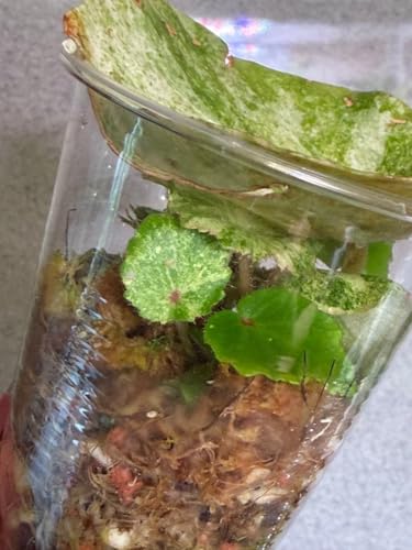 �x�S�j�A ���[�W�� Begonia Rouge Variegated