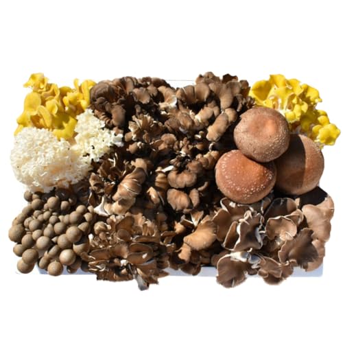 [ 3ヶ月 連続定期便 ] きのこ の 詰め合わせ Mサイズ 約1.5kg (茨城県共通返礼品 城里町) 定期便 キノコ 舞茸 あわび茸 たもぎ茸 しいたけ 花びら茸 セット 鍋 炒め物 [CX006sa]