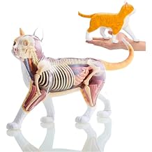 4D Vision Cat Anatomy Model, Animal Anatomy Model with Fully Detachable Organs and Body Parts for Medical Teaching Pet Doctors Gift