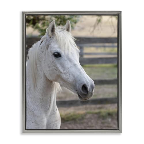 Elegant White Spotted Horse, 24 x 30 Inch Canvas in Floater Frame