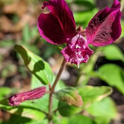 CHUXAY GARDEN Cuphea 