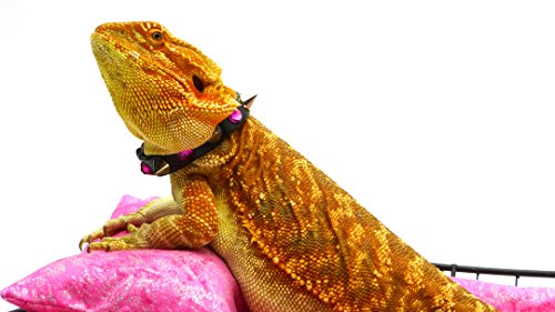 Leather Reptile Collar; Studs And Pink Rhinestones, 5" Neck #TOP7