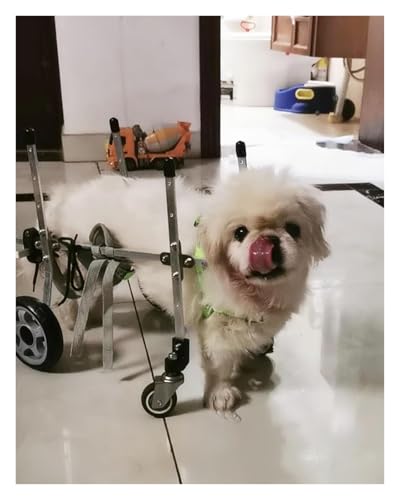 Fauteuil roulant pour chiens avec support complet des hanches roues durables