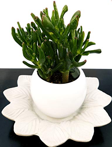 POWERS TO FLOWERS - CRASSULA OVATA HOBBIT ALBERO DI GIADA, IN DOPPIO VASO CERAMICA, pianta vera
