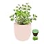 Oregano