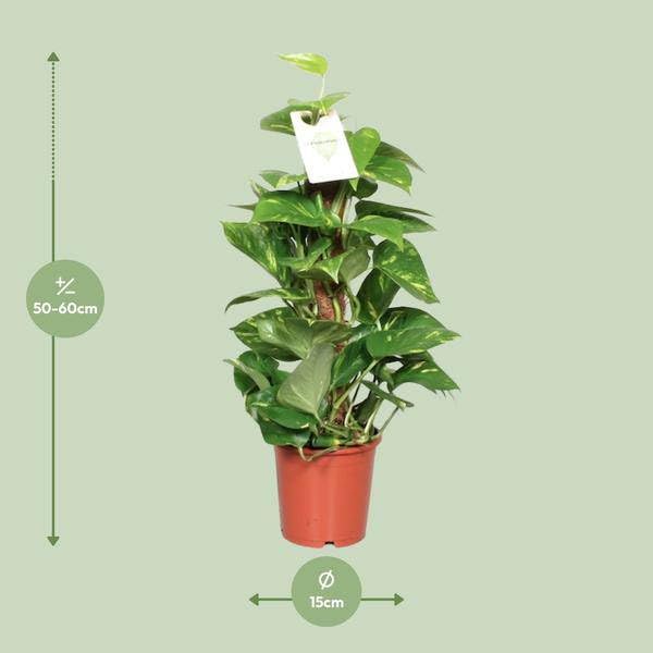Efeutute Epipremnum Scindapsus Pinnatum Goldene Efeutute am Ø15 cm 60 cm