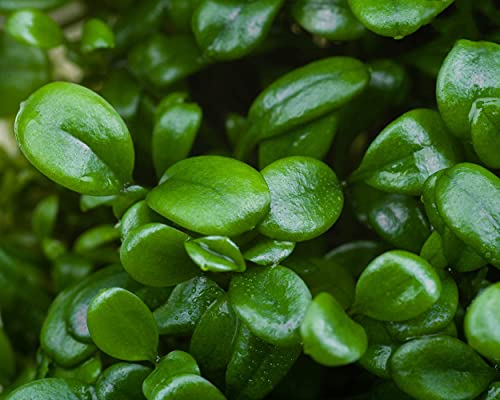 Australisches Zungenblatt/Glossostigma elatinoides - NatureHolic...