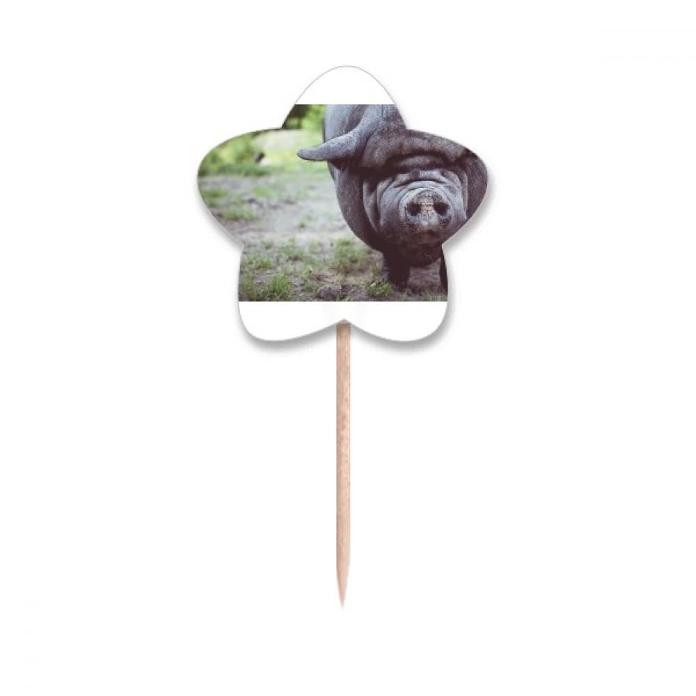Piques à cupcakes en forme d'étoile photo animaux et décoration