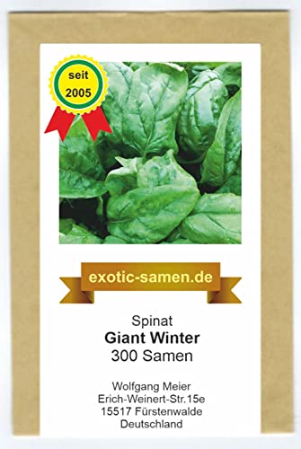Spinat - Winterspinat für Winter- und Herbsternte – Giant Winter - großblättrig – 300 Samen