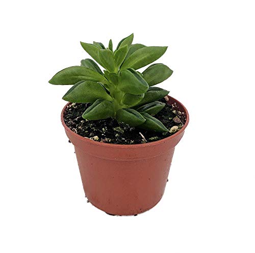 Taco Leaf Peperomia - Peperomia axilaris - Easy Succulent Houseplant - 2.5' Pot