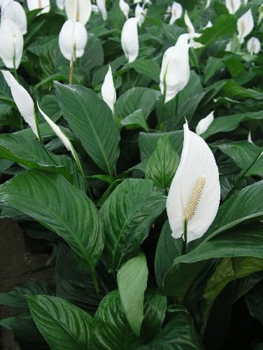 Image of Peace Lily Natural Live Indoor Plant | Spathiphyllum Air Purifying Live Indoor Plant with Flower Pot