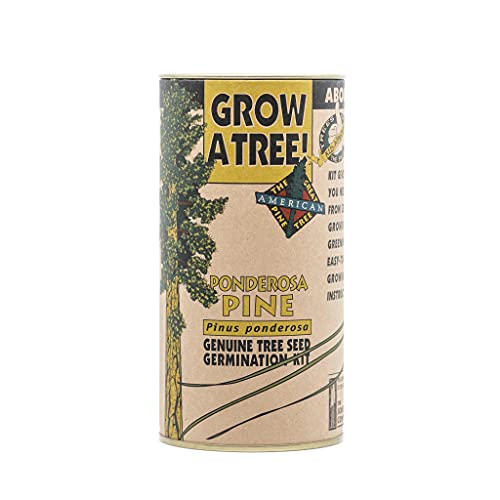 Ponderosa Pine | Tree Seed Grow Kit | The Jonsteen Company
