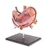 JKFZD 2/3 Scale Humano Estómago y Páncreas Modelo Anatómico Anatomía Anatomía Estudiante Educativa Ciencias Juguete Anatómico Modelo Anatómico