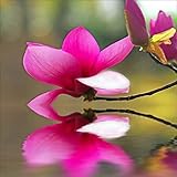 Stickers Zen Bambous galets nature spa orchidées sable bouddha