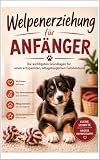 Welpenerziehung für Anfänger: die wichtigsten Grundlagen für einen entspannten Familienhund