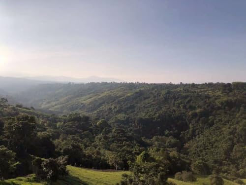 Image of Colombia Excelso Unroasted Specialty Green Coffee Beans - Single Origin 100% Arabica - Bulk Wholesale Pricing (66 Pound Bag /30kg)