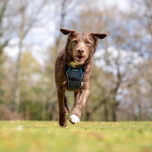 CarSafe Crash Tested Dog Safety Harness - Crash Tested to 32Kg/70lbs, Safely Secure Dog in the Car, Comfortable and Padded Design. for Toy, Small, Medium and Large Dogs (Size Small) by Carsafe - Image 3