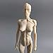 11inch Human Anatomical Model Art Mannequin Musculoskeletal Structure of Painting Sculpture White Body （Male+Female ）
