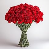 GlobalRose 100 Red Carnation Flowers - Responsibly Sourced Carnations Fresh Flowers - Hand-Picked Fresh Bouquet for Graduation, Anniversary, Birthday & Special Occasions (4 Bunches of 25 Stems)