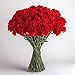 GlobalRose 100 Fresh Cut Red Carnations - Fresh Flowers For Birthdays, Weddings or Anniversary