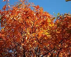 Sassafras Tree Seedlings, 1-2 Feet Tall, Bare Root, Pack of 2