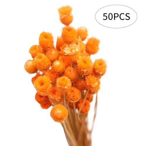 Ramo de Margaritas Secas Naranjas 50 Tallos Decoración miniatura 4