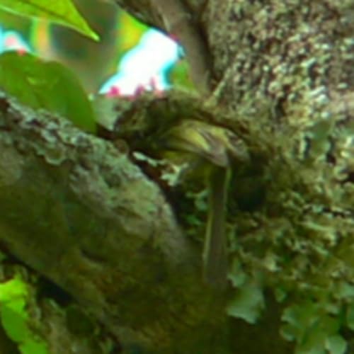 193 Pirapora, Brazil - Search for Minas Gerais Tyrannulet