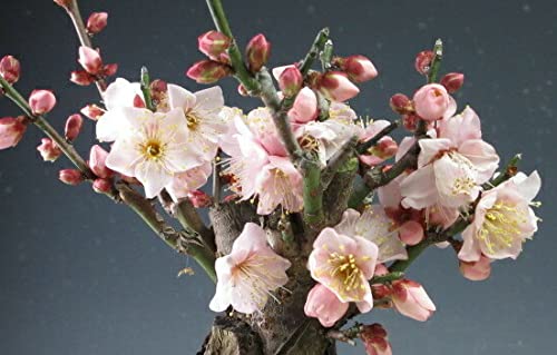 Amazon.co.jp: 盆栽 梅 紅冬至梅（一重咲き、ピンク）（小）2025 散