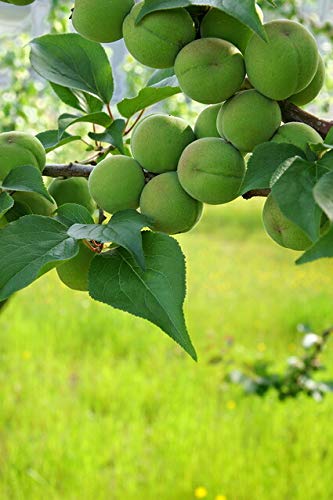Amazon.co.jp: 和歌山産 南高梅 青梅 梅酒用 5kg 3Lサイズ 贈答向け