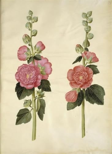 Élan rose Hans Simon Holtzbecker affiche murale pour raviver un bureau