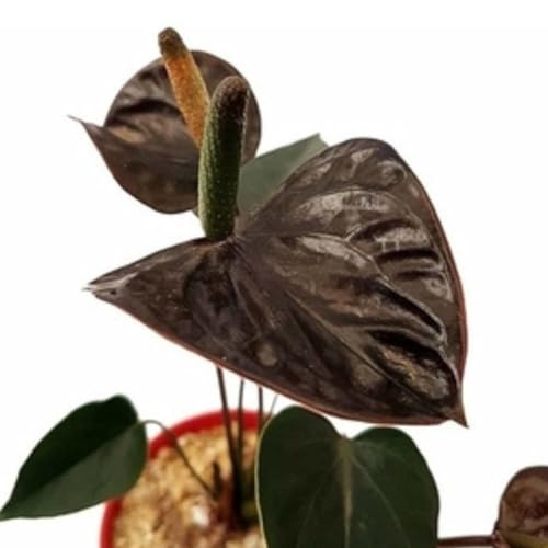 Muda Mini Anturio Negro Jovem Florida Planta Natural No Vaso Exótica Rara