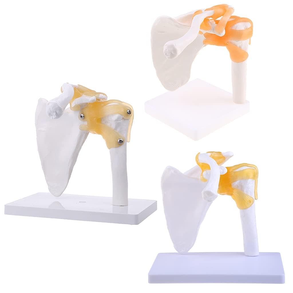 Wwhjr White Functional Anatomical Life Size Human Anatomy Skeleton Shoulder Joint Bone Muscl Functional Shoulder Joint Model