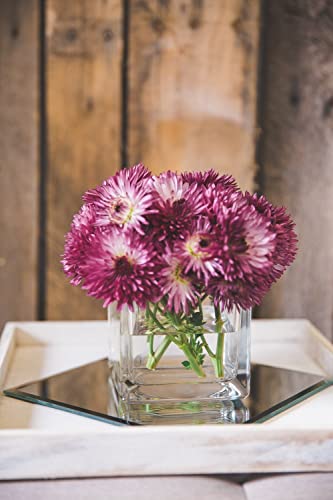 Richland Square Glass Cube Vase 5” Set Of 12 #TOP1