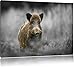 Produktbild einsames Wildschwein im Wald schwarz/weiß Format: 80x60 auf Leinwand, XXL riesige Bilder fertig gerahmt mit Keilrahmen, Kunstdruck auf Wandbild mit Rahmen, günstiger als Gemälde oder Ölbild, kein Poster oder Plakat