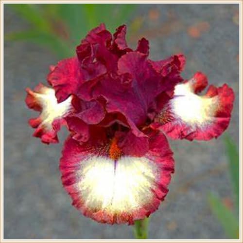 Iris Bulbos, Iris Reticulata, Cultivos De Colores Brillantes, Naturales Bulbos, Germanica Bulbos, PlantacióN Principiante Resistente Al FríO, 4bulbos-F