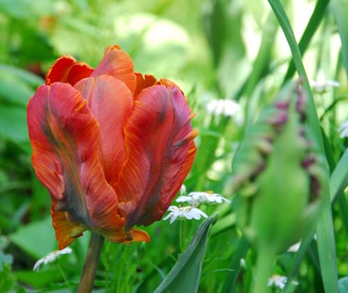 7 Bulbi di Tulipani Amazing Parrot | tulipani arancioni | tulipani pappagallo | bulbi autunnali | calibro 11/12 cm | MY PLANTIS | spediti da Italia