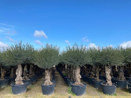 Sunny Tree Olivenbaum '25 Jahre' 160cm - Winterharter Olea Lechin Bis -18°C