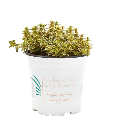 Verdecora Tomillo Limón maceta Ø11cm | Thymus citriodorus | Planta Aromática y Medicinal | Aroma Fresco a Limón | Ideal para Cocina, Jardín y Macetas