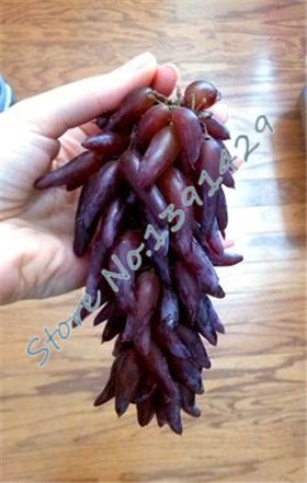 mixed 50 seeds/ bag grape fruit seed , XINJIANG Tulufan grape tree seedlings, potted bonsai plant Kyoho grape for garden 7