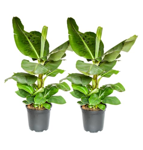 Bananenpflanze | 2er-Set | Musa | ca. 40-50 cm | ø 12-15cm Topf | Pflegeleichte Zimmerpflanzen für Wohnung und Büro | Qualität vom Pflanzen Profi | Ideale Raumbegrünung