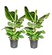 Blume Ideal Bananenpflanze