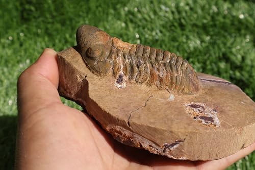 Image of Trilobite Fossil Reedops Trilobite Fossil Trilobites Rock Trilobite Fossils from Morocco Trilobite Fossil Trilobites A240